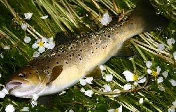 Trout de Nice /