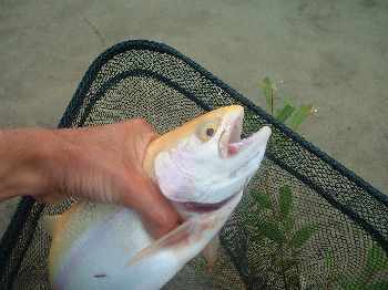 Week end au r�servoir de Gouzon
