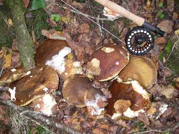 L�gendes d'automne