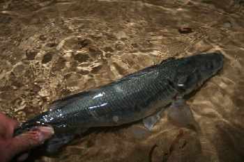 Striped bass