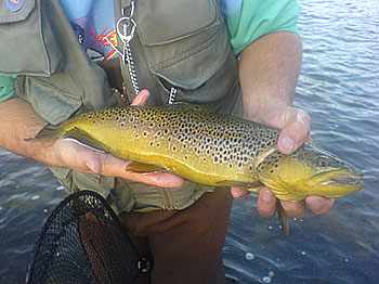 Petites mouches pour petits poissons ?