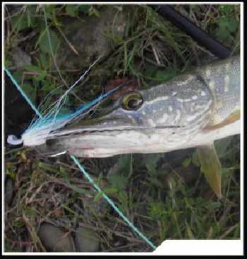 Pike, bass & black line