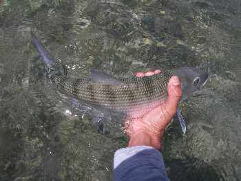 Bonefish, ne perd pas espoir!!!
