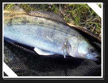 Peche d'automne