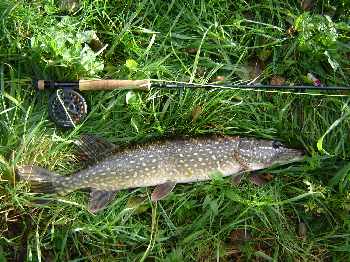Brochet à l'arrache au Plat Pays