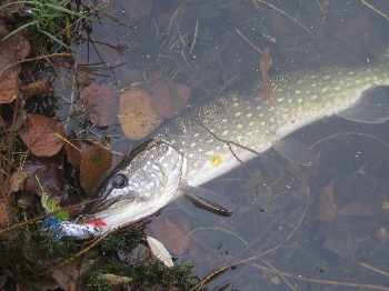pike again in quercy