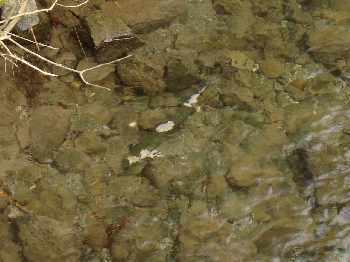 Des poissons sur les frayères