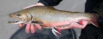 LA SALAMANDRE :  PREMIERE