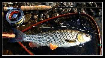La pêche à la mouche n'est pas fermée!