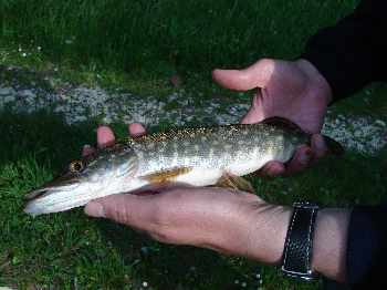 Brochet affam� !