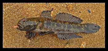 Le désert 2 Gobies !