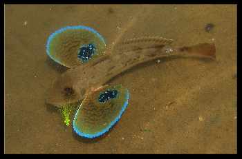 Le poisson papillon