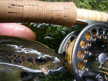 Eaux rapides