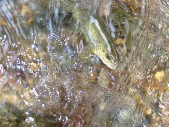 P�che sur l'orb