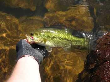 Bébé bass