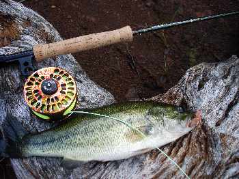 Black bass dans la forêt noyée