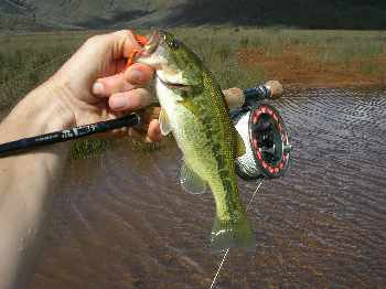 Baby bass de Yaté