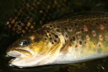 Sedge chevreuil