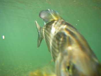 Les belles de la basse