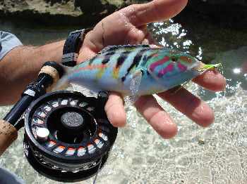 Les poissons du récif corallien.