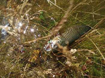 belle peche d'ao�t