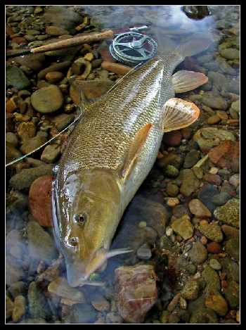 Barbeau sur le Vert