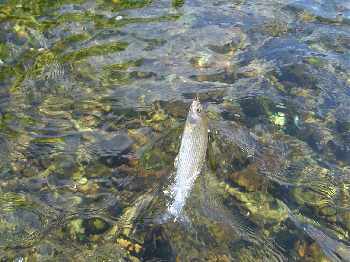 Perle des Hautes-Vosges...