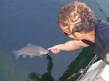 Tanche du lac