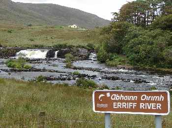 Saumons irlandais