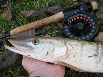 Brochet albinos