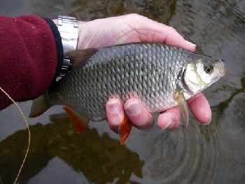 Poissons d'automnes