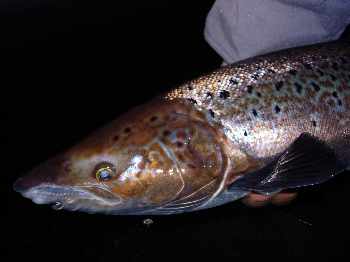 Last cast sur la Don