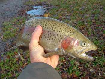 mon premier poisson !!