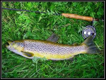 La truite des willows
