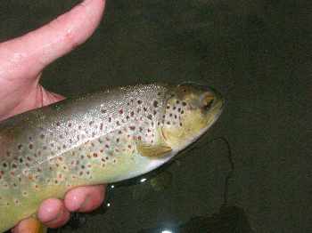 March browns de paques