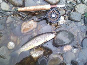 belles rousses de garonne