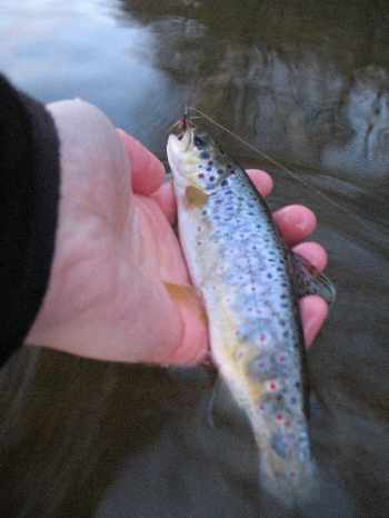 Street Fly Fishing