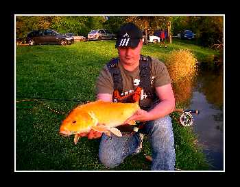 Petit poisson rouge ...