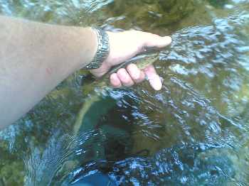Mon premier Poisson en NAV 