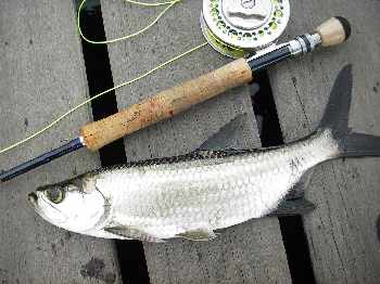 Baby Tarpon ...guyannais ??