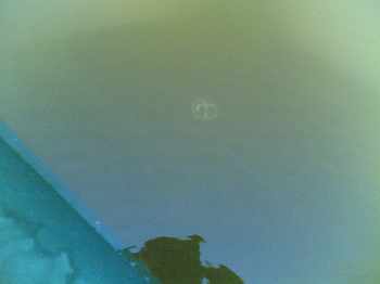 Blacks & Meduses