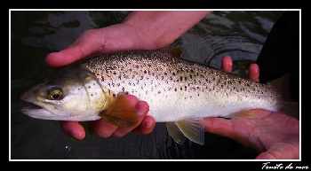 Truite de Mer