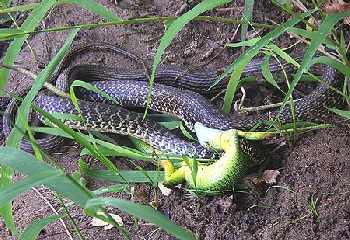 Pas de no kill chez les reptiles!