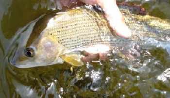 Back to the grayling