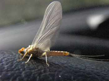 r�veil des gorets