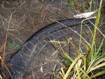 Plastic line