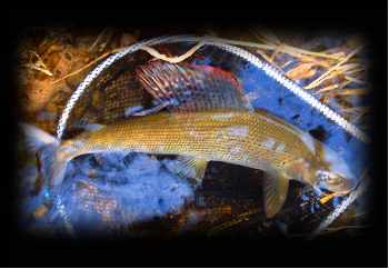 Thymallus Arcticus