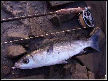 Mulet sauvage pur souche!