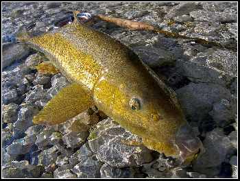 Lingot d'or dans la rivière!