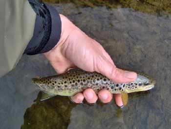 Pérégrinations d'un jeune pêcheur